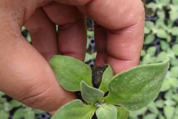 冰菜種植時間及方法可在春季和秋季進行注意溫