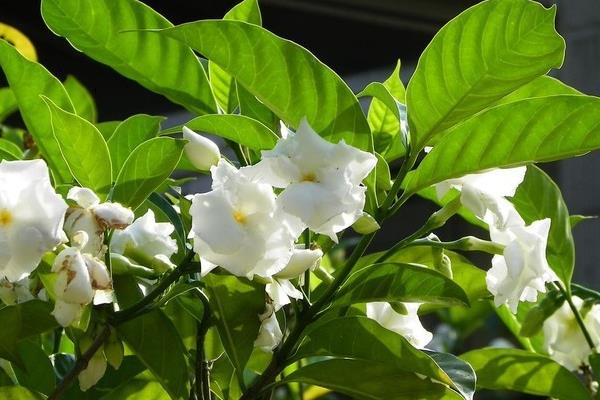 狗牙花怎么种 狗牙花种植方法与注意事项