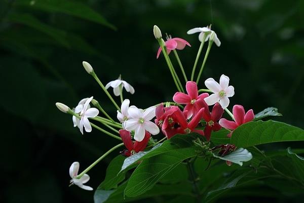 使君子什么时候开花（几月） 使君子花语及寓意