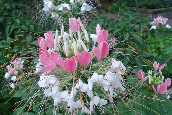 醉蝶花图片大全 醉蝶花花语及寓意