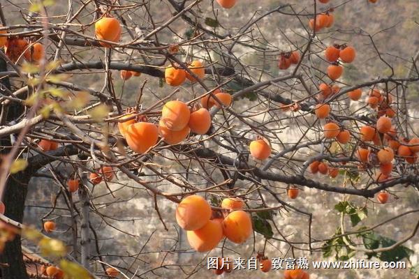 2018种柿子赚钱吗？柿子种植的利润与投资成本及前景预测