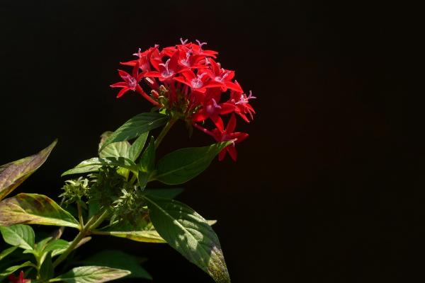 繁星花图片大全 繁星花花语及寓意