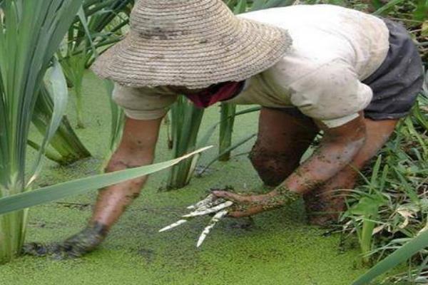 象牙菜市场价格多少钱一斤 哪些地方吃象牙菜