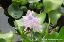 2018种水葫芦赚钱吗?水葫芦种植的利润与投