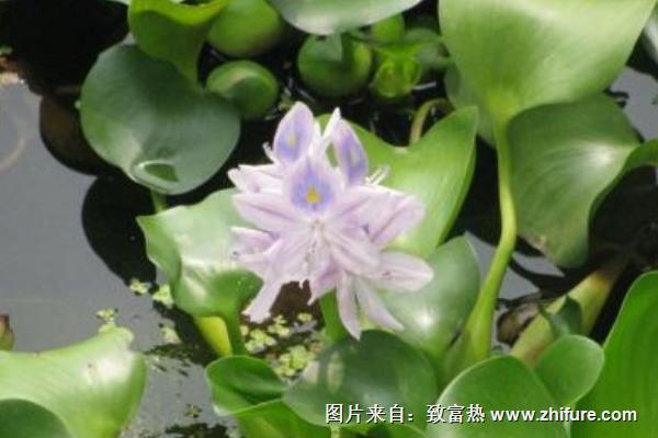 2018种水葫芦赚钱吗？水葫芦种植的利润与投资成本及前景预测