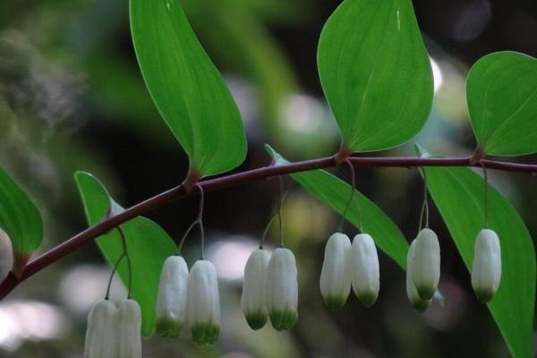 2018种细辛赚钱吗？细辛种植的利润与投资成本及前景预测