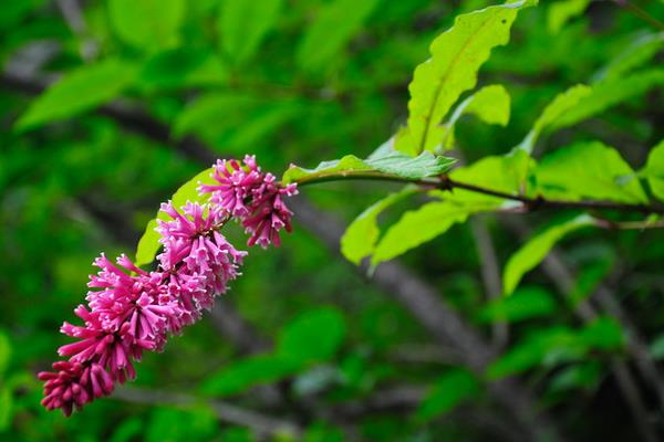 丁香花图片大全 丁香花花语及寓意 丁香花有哪些品种