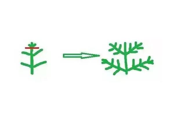 矮牵牛什么时候打顶 矮牵牛摘心方法（图解）