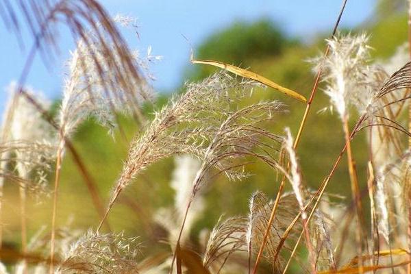 芦苇图片大全 芦苇的花语及寓意