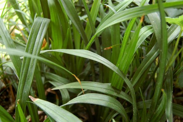 观音草功效与作用及禁忌 观音草药用价值