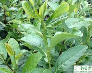 种茶叶生产中生物农药的应用
