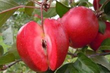 红肉苹果市场价格多少钱一斤,红肉苹果好吃