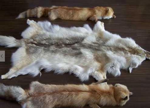 狐狸属于国家保护动物吗狐狸皮的用处