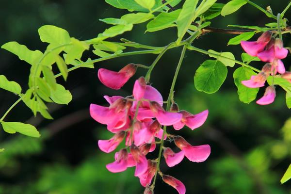 槐花图片大全 槐花花语及寓意