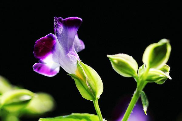 夏堇图片大全 夏堇花语寓意