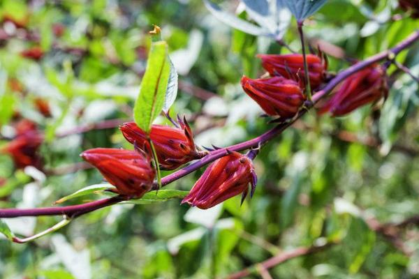 洛神花图片大全 洛神花花语及寓意