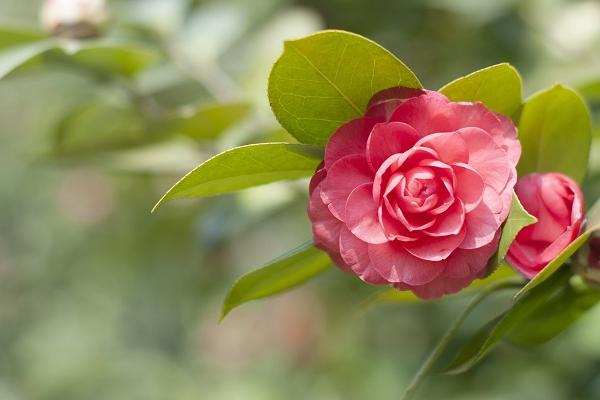 茶花叶子发黄怎么办 茶花掉叶子的原因及解决方法-