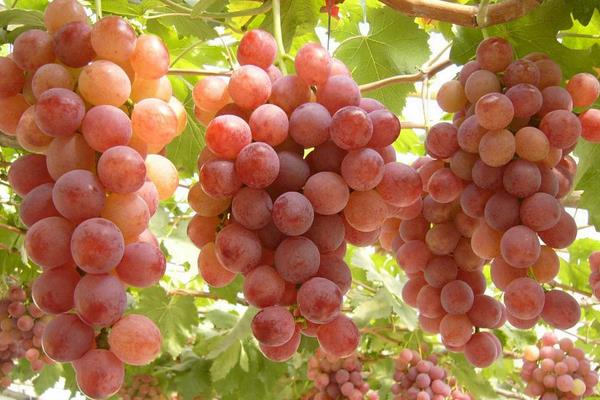 红提葡萄市场价格多少钱一斤 红提产地在哪里