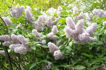 丁香花图片大全,丁香花花语及寓意,丁香花有