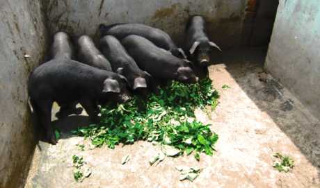 猪的生活习性 猪肉的价值和作用