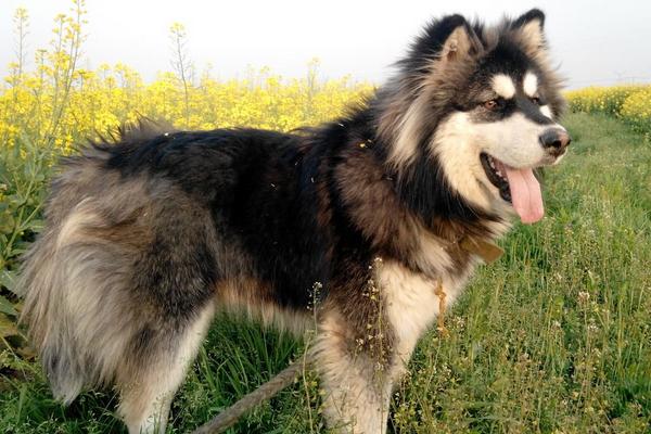 阿拉斯加犬市场价格多少钱一只 阿拉斯加犬怎么挑选