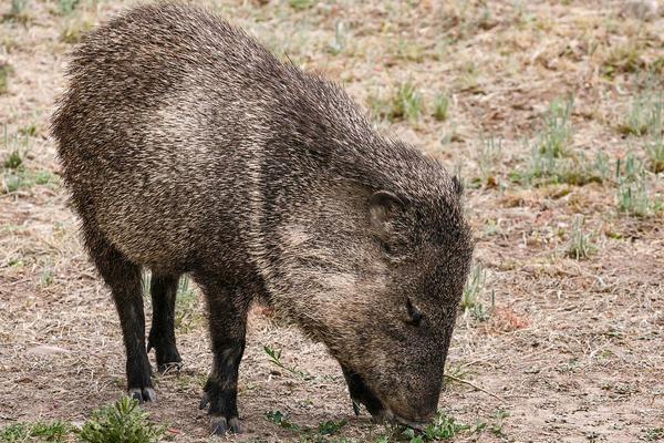 2018养野猪赚钱吗？野猪养殖的利润与投资成本及前景预测