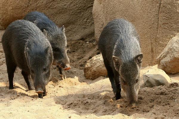 2018养野猪赚钱吗？野猪养殖的利润与投资成本及前景预测