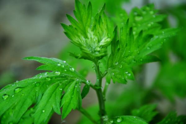 艾草的功效与作用及禁忌 艾草的用途及药用价值