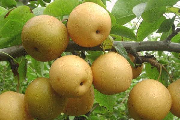 最贵的梨品种图片