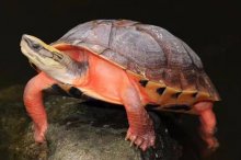 火焰龟市场价格多少钱一只,火焰龟怎么养