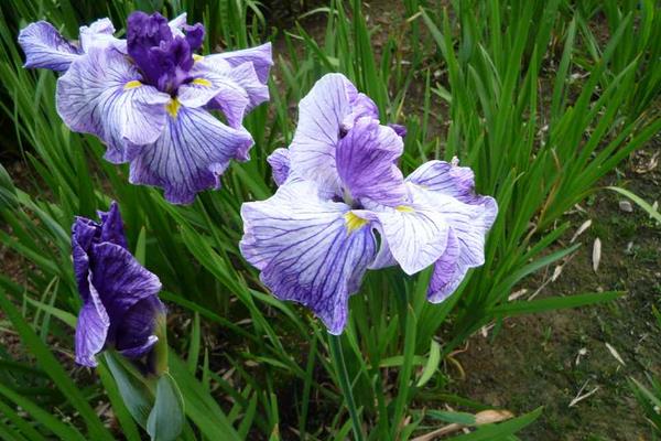 花菖蒲怎么种 花菖蒲种植方法与注意事项