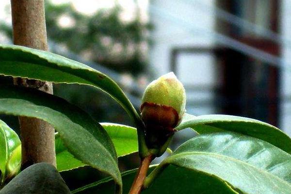 茶花有花蕾苞但是不开花的原因及解决方法