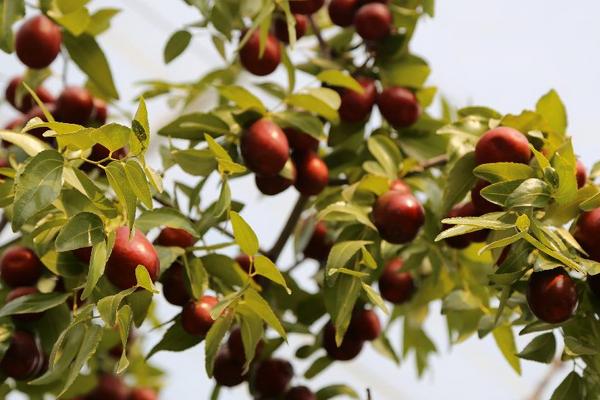 2018种枣树赚钱吗？枣树种植的利润与投资成本及前景预测