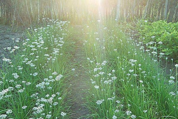 2018种韭菜赚钱吗？韭菜种植的利润与投资成本及前景预测