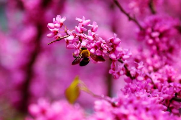 紫荆花图片大全 紫荆花语及寓意