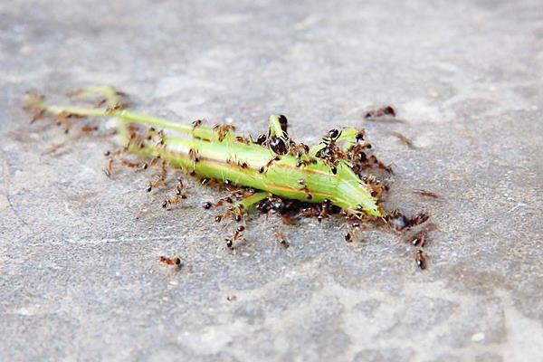 消灭家里蚂蚁最简单有效的办法