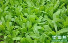 油麦菜的营养价值和功效,炒油麦菜需要注意什么