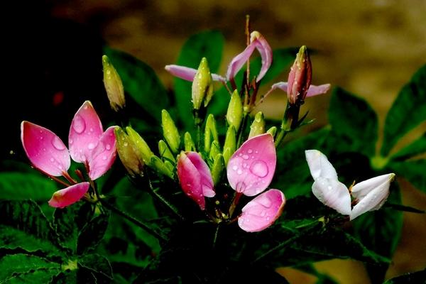 醉蝶花图片大全 醉蝶花花语及寓意