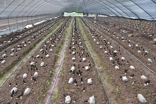 羊肚菌种植技术，环境和土壤要求高，调制栽培料极其重要