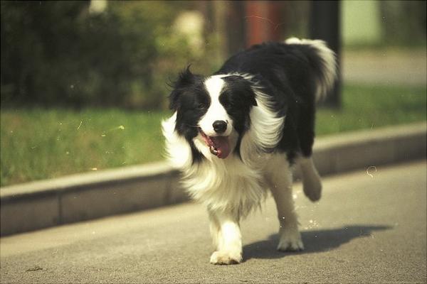 边境牧羊犬图片