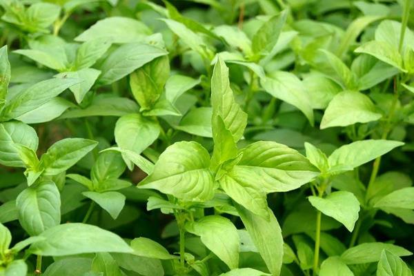 荆芥怎么种 荆芥种植时间和方法