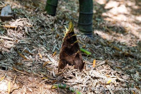 2018种竹笋赚钱吗？竹笋种植的利润与投资成本及前景预测