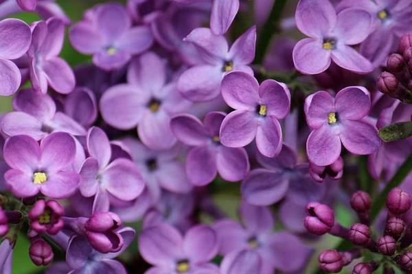 丁香花图片大全 丁香花花语及寓意 丁香花有哪些品种