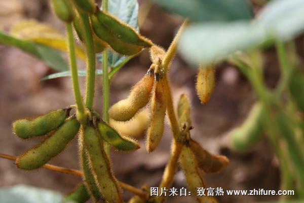 2018种大豆赚钱吗？大豆种植的利润与投资成本及前景预测