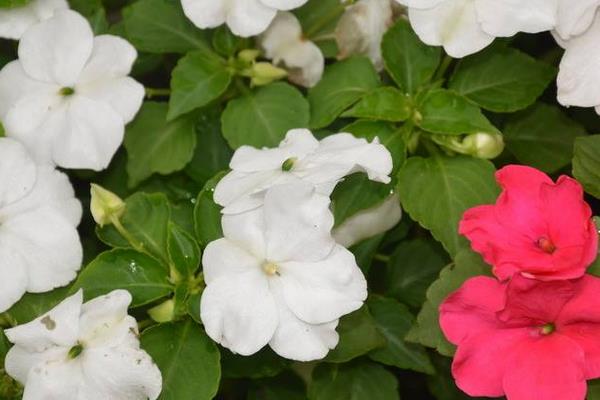 鳳仙花圖片大全鳳仙花花語鳳仙花特點