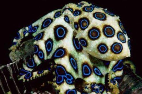 蓝环章鱼的特点与介绍蓝环章鱼的天敌是谁