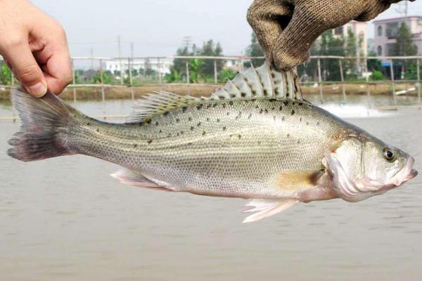 加州鱸魚市場價格多少錢一斤加州鱸魚是海鱸魚