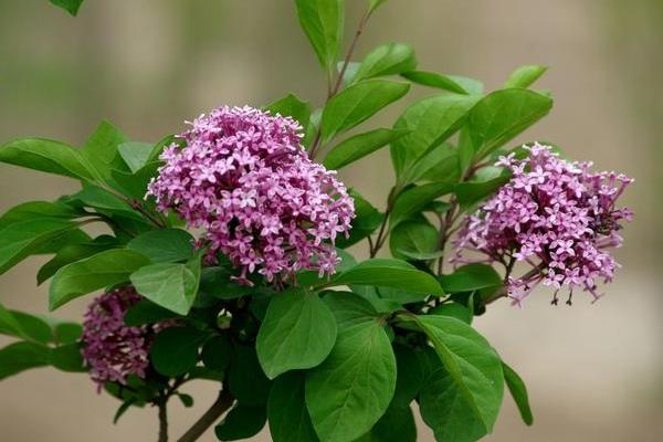 丁香花图片大全 丁香花花语及寓意 丁香花有哪些品种