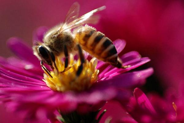 养蜂蜜需要多少成本100箱养蜂利润如何 养蜂赚钱吗