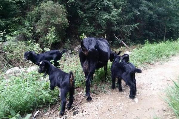 2018养山羊赚钱吗？山羊养殖的利润与投资成本及前景预测